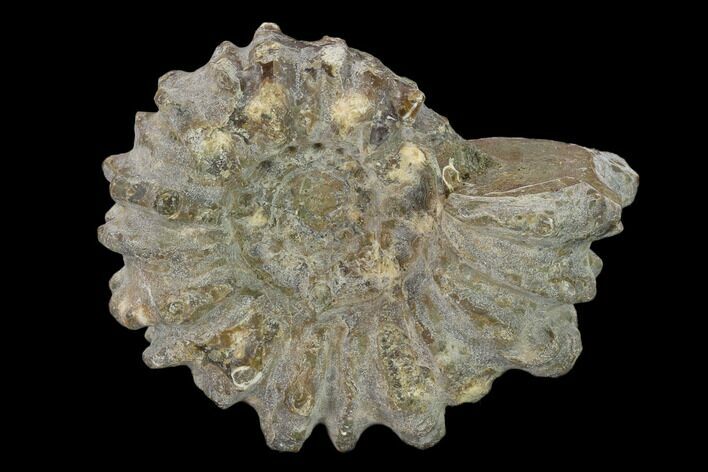 Bumpy Ammonite (Douvilleiceras) Fossil - Madagascar #134161